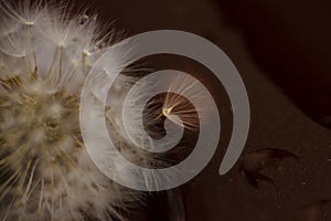 Dandelion ball on a black macro background. flower on the left, right place for text