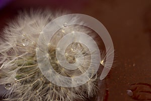 Dandelion ball on a black macro background. flower on the left, right place for text