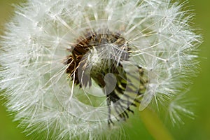 Dandelion