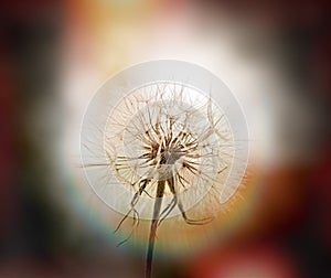 Dandelion - beautiful dandelion seeds (dandelion flower head)