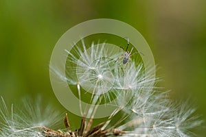 Dandelion