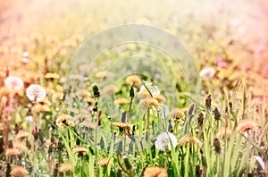 Dandelion on beautiful meadow