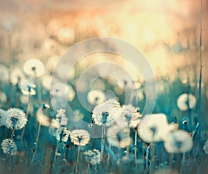 Dandelion on beautiful meadow photo