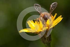 Dandelion with bee