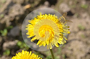 Dandelion and bee