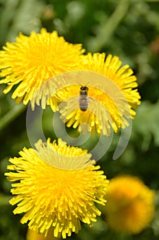 Dandelion and bee