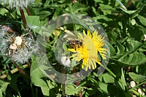 Dandelion bee