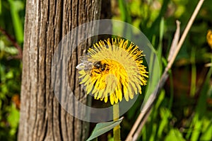 Dandelion and bee