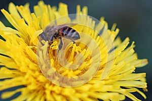 Dandelion & bee