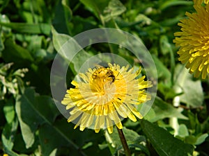 Dandelion and bee photo