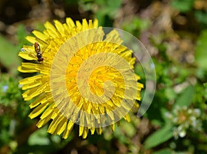 Dandelion with bee