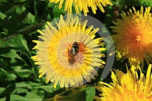 Dandelion and a bee in the garden