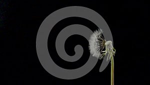 Dandelion is being blown by wind on black background. Fluffy head of white flowering dandelion with seeds blown away by