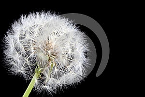 Dandelion on Black