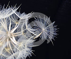 Dandelion in black