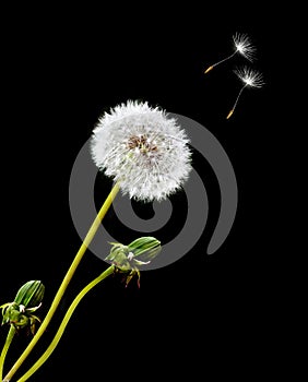 Dandelion on a black background