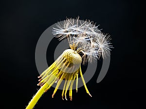 Dandelion black background