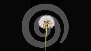 Dandelion black background material brightens and darkens filter HD