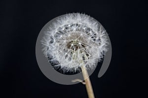 Dandelion on a black background from the south of Chile