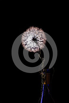 Dandelion on black backlit background1