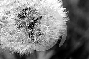 Dandelion Black and White