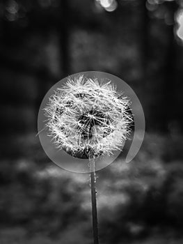 Dandelion Black and White