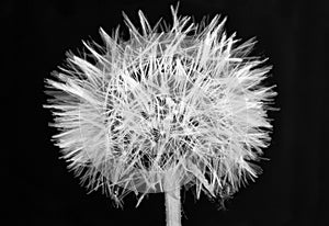 Dandelion black and white