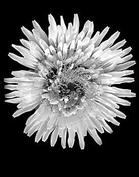 Dandelion in black and white