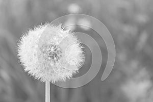 Dandelion in black and white