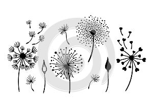 Dandelion black and white clipart bundle, elegant summer wild flowers set, botanical floral isolated elements, meadow