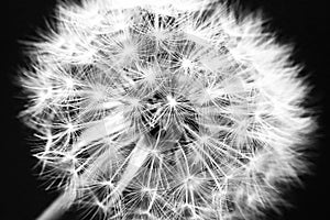 Dandelion black and white macro photography as background