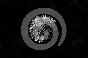 Dandelion black and white picture