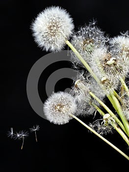 Dandelion on blackbackground flowers photo