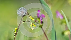 Dandelion in bloom