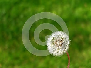 Dandelion Bloom with Green Grass Background