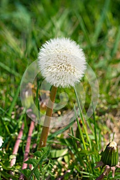 Dandelion bloom, sow thistle or Sonchus oleraceus head spreading seeds in a meadow