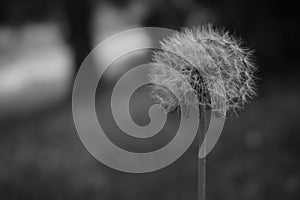 Dente di leone fioritura presto arrivo primavera corde un fiume, 