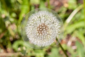 Dandelion blooming flower with fluffy white seeds and green natural background