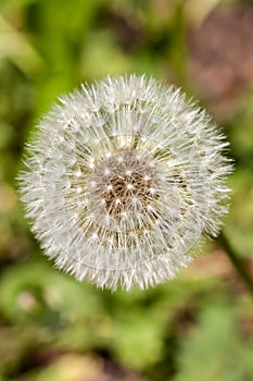 Dandelion blooming flower with fluffy white seeds and green natural background vertical macro