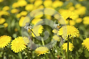 Dandelion blooming in spring in Finland