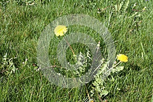 Dandelion blooming in summer field in Switzerland.