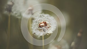 The dandelion blooms with light fluff, which is blown away by the wind. Dandelion grows in the grass in the meadow. Nature