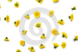 Dandelion Blooms Pattern