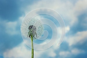 Dandelion blossom as symbol of life and fragility