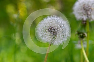 Dandelion blossom fluffs in green background