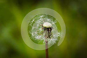 A Dandelion blossom gone to seed