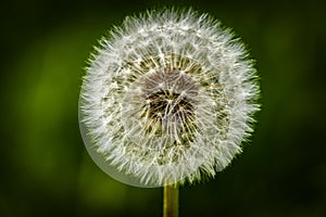 A Dandelion blossom gone to seed