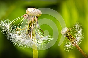 A Dandelion blossom gone to seed