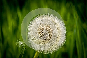 A Dandelion blossom gone to seed