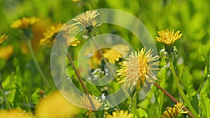 Dandelion blossom in green grass on field. Bright flowers dandelions on background of green spring meadows. Slow motion.